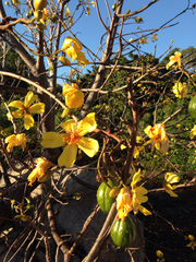 Cochlospermum gillivraei