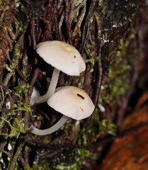 Entoloma albidosimulans