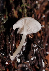 Entoloma albidosimulans