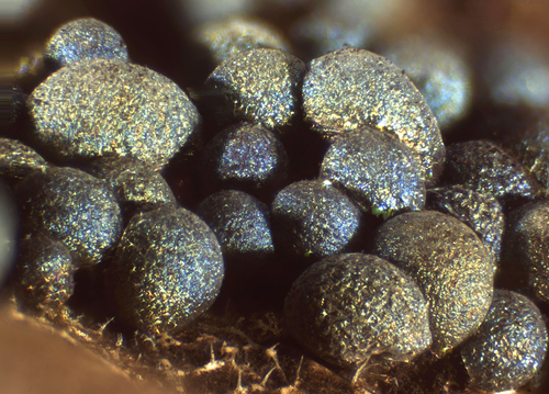 Representative image of Badhamia dubia