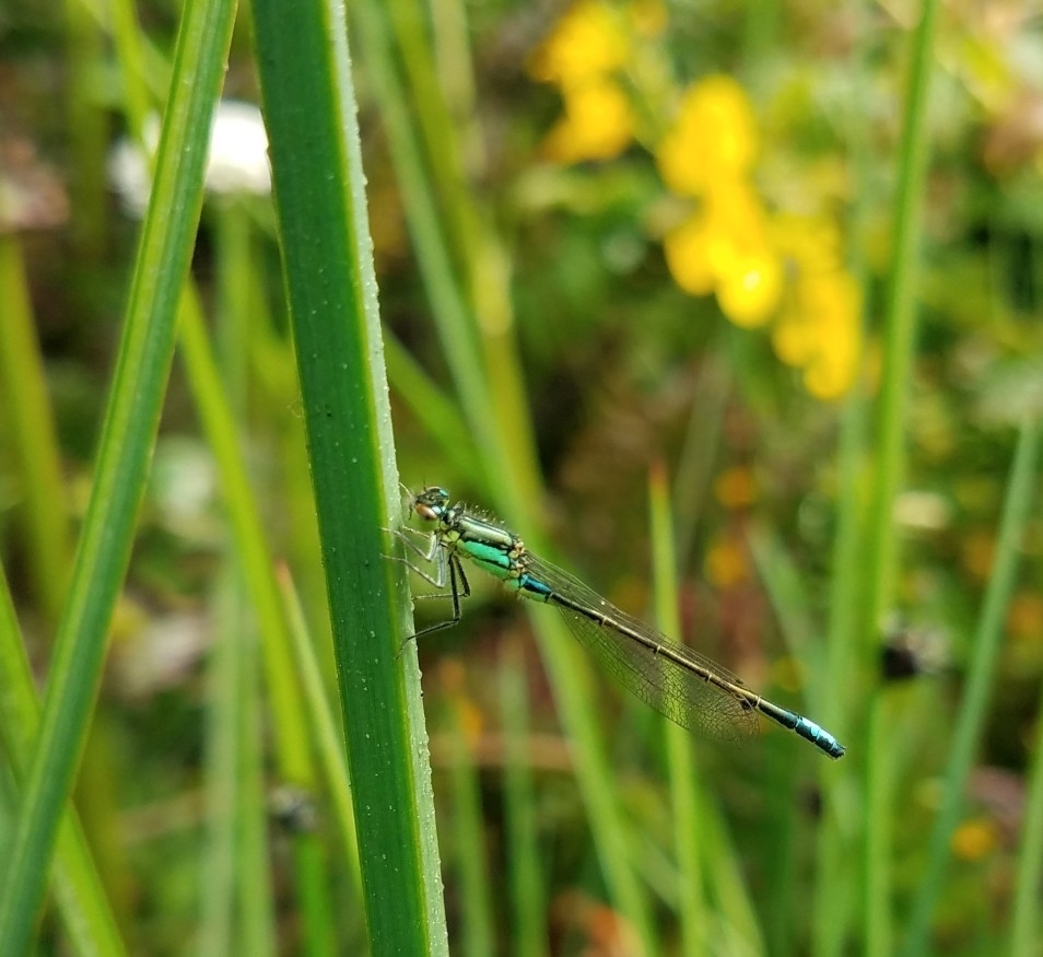 San Francisco Forktail