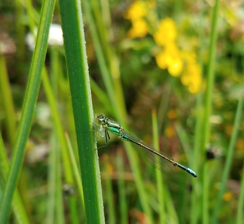 San Francisco Forktail