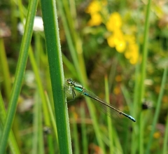 Ischnura gemina