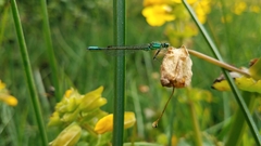 Ischnura gemina