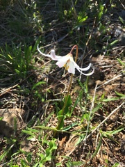 Erythronium elegans
