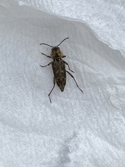 Xylotrechus nauticus