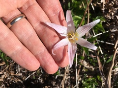 Erythronium elegans