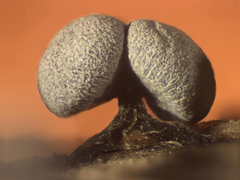 Physarum leucophaeum