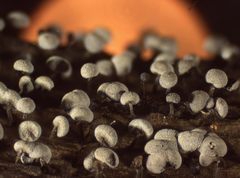 Physarum leucophaeum