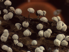 Physarum leucophaeum