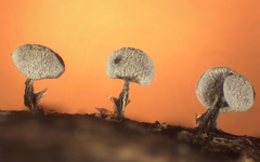 Physarum leucophaeum