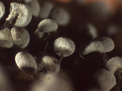 Physarum leucophaeum