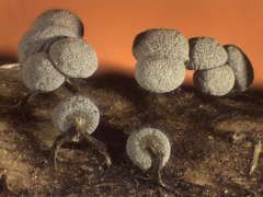 Physarum leucophaeum