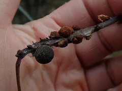 Kokkocynips imbricariae