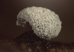 Didymium clavus