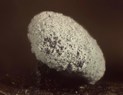 Didymium clavus