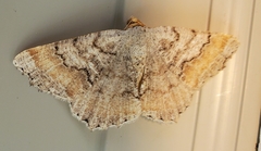 Macaria distribuaria