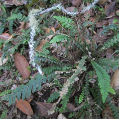 Blechnum × aggregatum