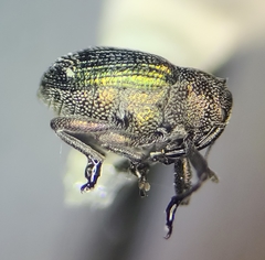 Ceutorhynchus erysimi