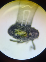 Ceutorhynchus erysimi