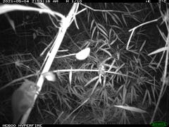 Dromiciops gliroides