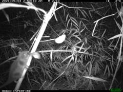 Dromiciops gliroides