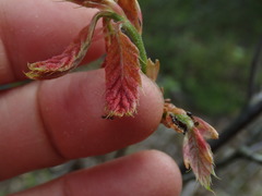 Kokkocynips imbricariae