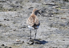 Calidris fuscicollis