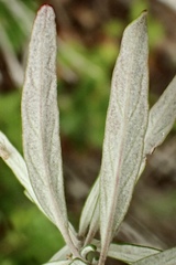 Monardella hypoleuca intermedia