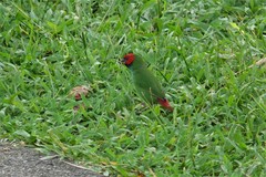 Erythrura pealii