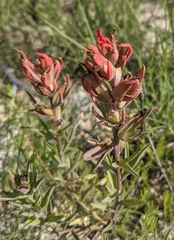 Castilleja purpurea