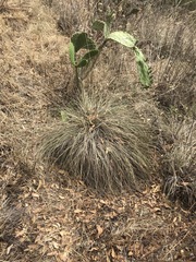 Muhlenbergia macroura