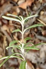Monardella hypoleuca intermedia