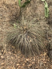 Muhlenbergia macroura