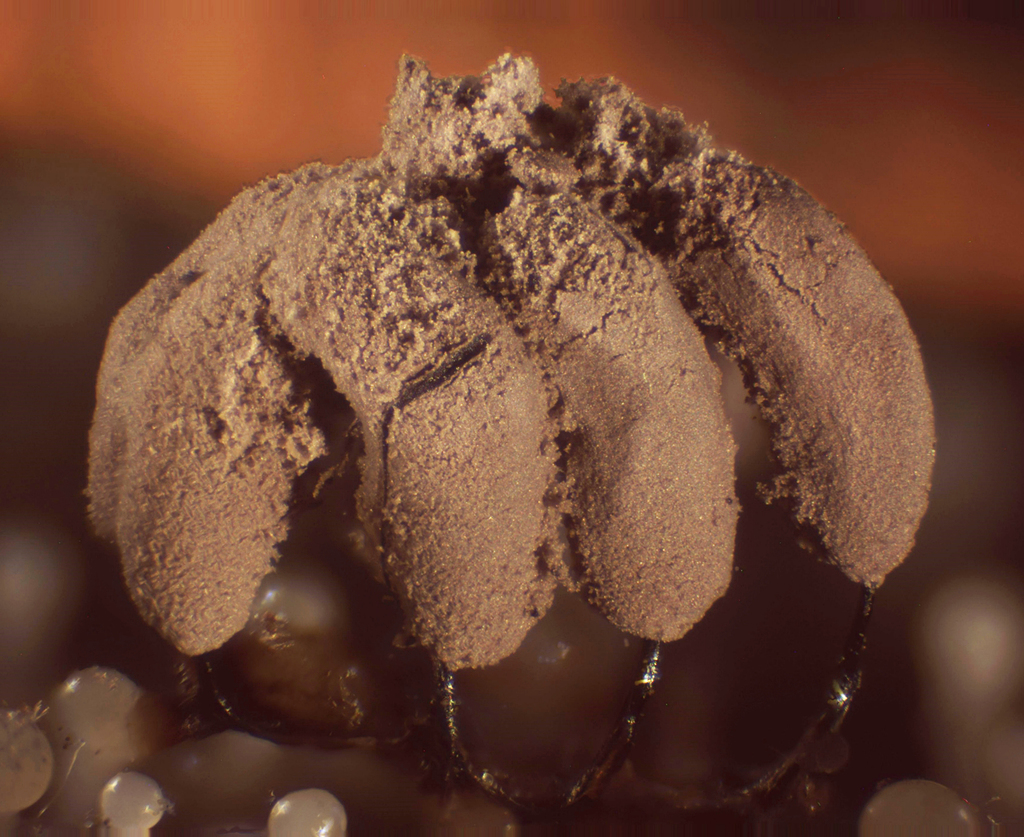 Stemonitopsis hyperopta