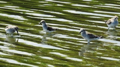 Calidris fuscicollis