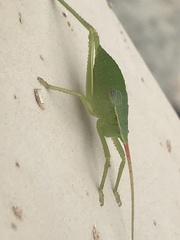 Pterophyllini