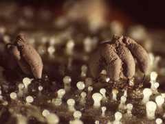 Stemonitopsis hyperopta