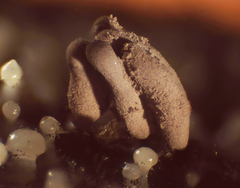 Stemonitopsis hyperopta