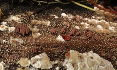 Stemonitopsis hyperopta