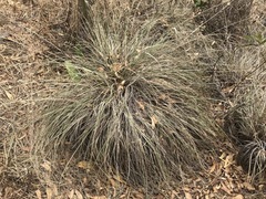 Muhlenbergia macroura