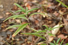 Monardella hypoleuca intermedia