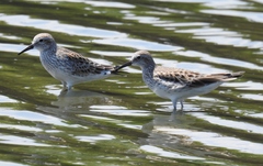Calidris fuscicollis