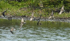 Calidris fuscicollis