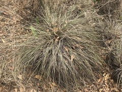 Muhlenbergia macroura