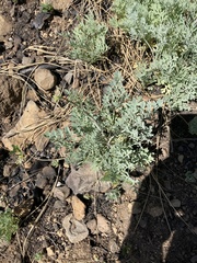 Ehrendorferia chrysantha