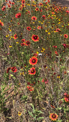 Gaillardia amblyodon