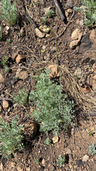 Ehrendorferia chrysantha