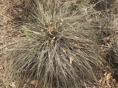 Muhlenbergia macroura