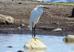 Egretta thula